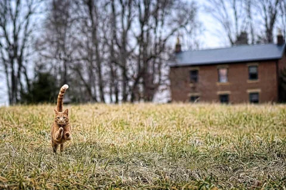 Truman the cat trotting across the field with the inn behind him