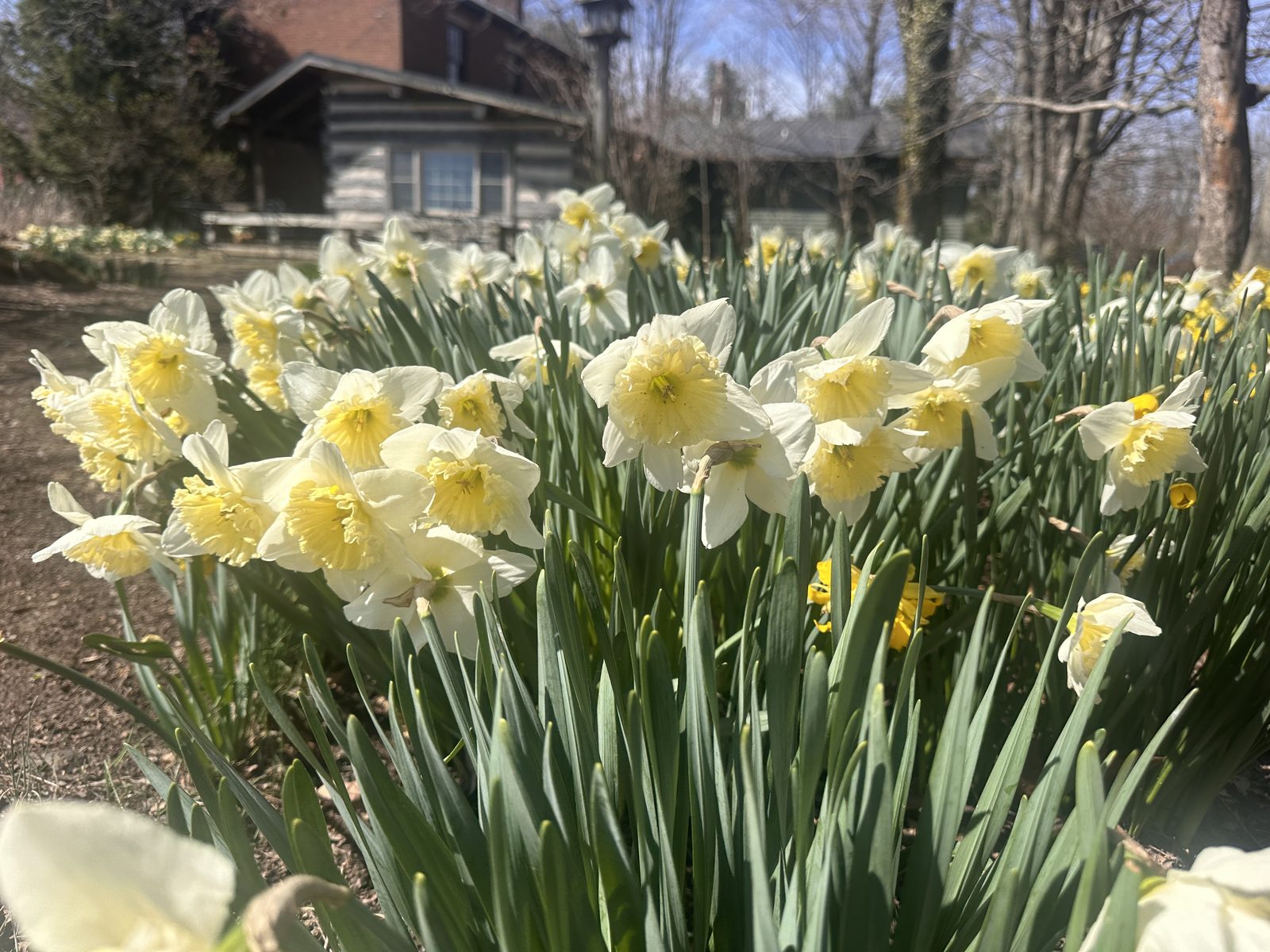 Daffodils in bloom in front of a cabin at Murphin Ridge