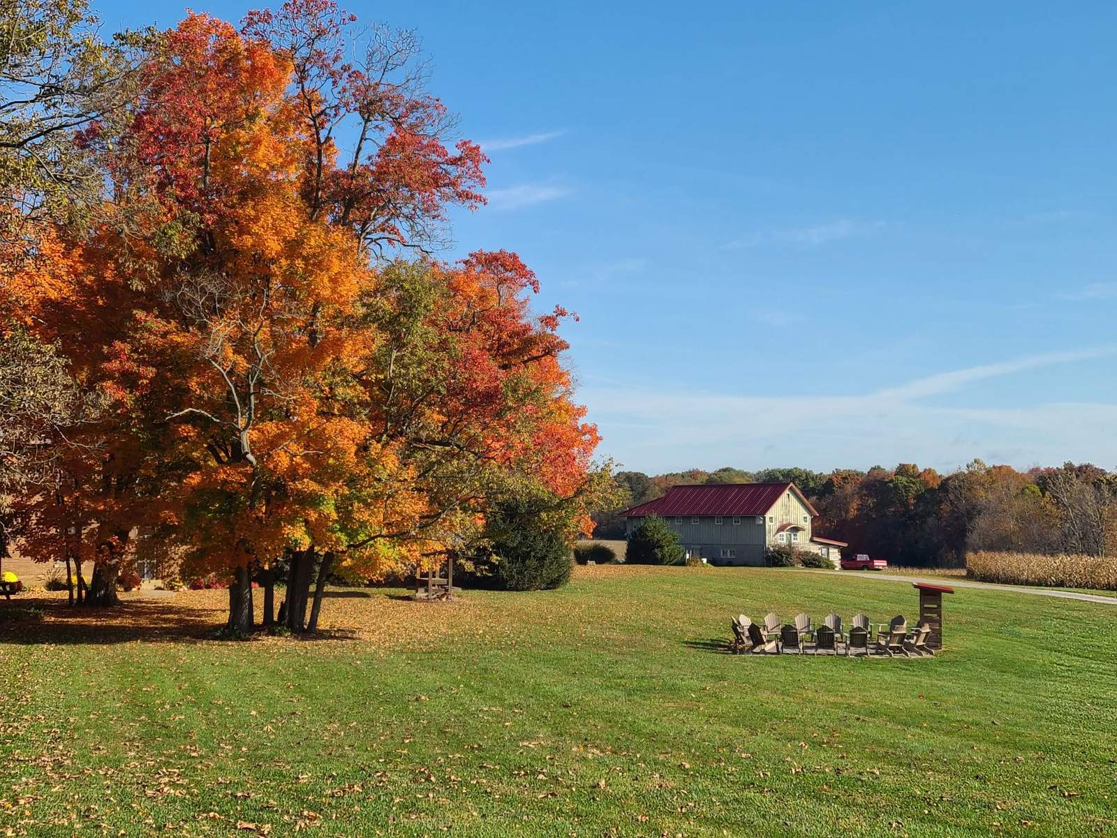Chairs circled on the lawn under a maple in full color.