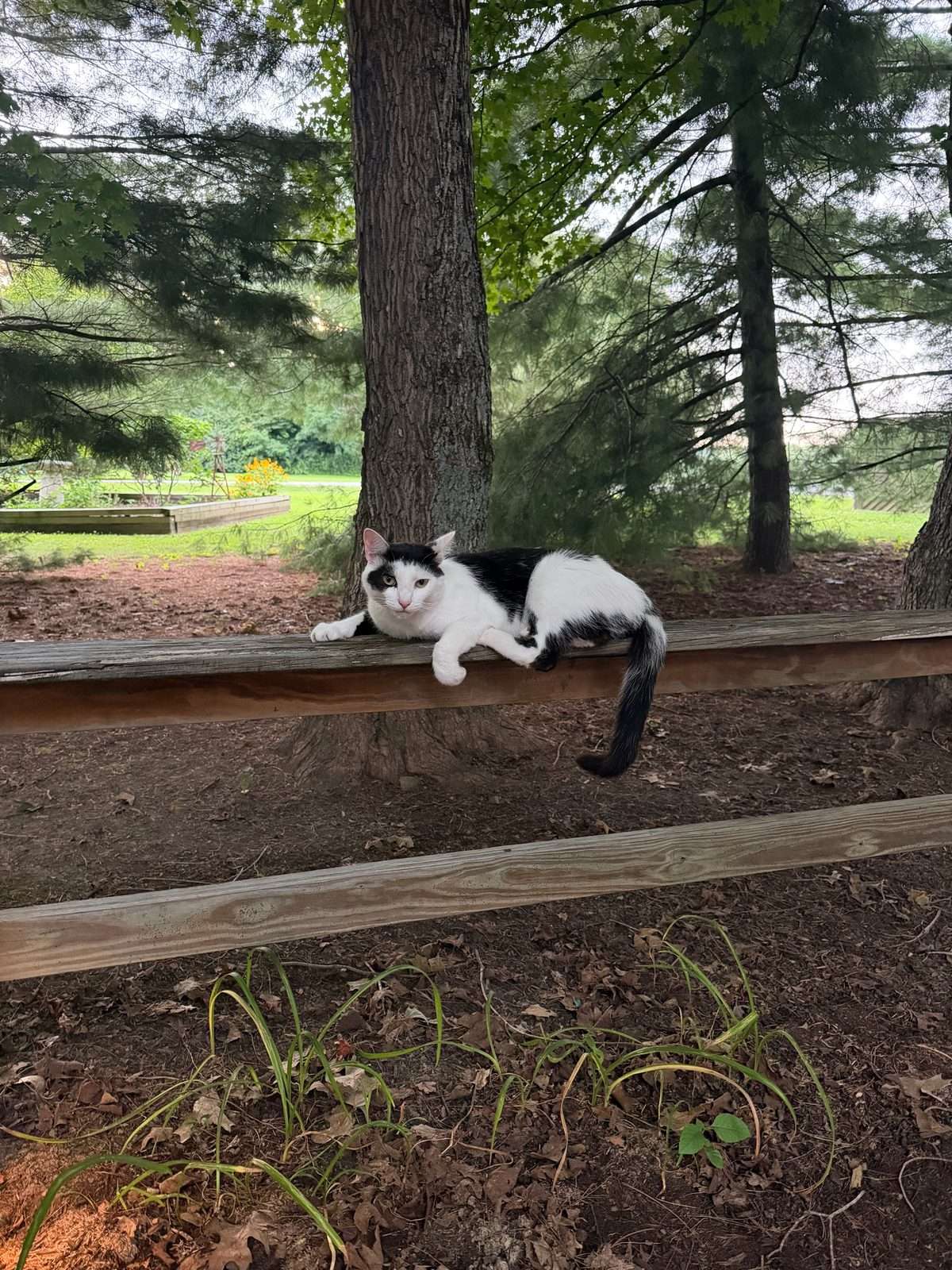 Scully the inn cat lounging on the split-rail fence under the pines